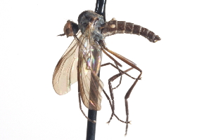  (Empis sp. 1 - CNC DIPTERA 161473)  @14 [ ] CreativeCommons - Attribution Non-Commercial Share-Alike (2012) CNC/BIO Photography Group Centre for Biodiversity Genomics
