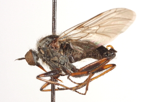  (Empis sp. 3 - CNC DIPTERA 161484)  @11 [ ] CreativeCommons - Attribution Non-Commercial Share-Alike (2012) CNC/BIO Photography Group Centre for Biodiversity Genomics