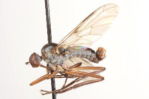  (Empis sp. 8 - CNC DIPTERA 161494)  @14 [ ] CreativeCommons - Attribution Non-Commercial Share-Alike (2012) CNC/BIO Photography Group Centre for Biodiversity Genomics