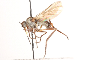 ( - CNC DIPTERA 161495)  @12 [ ] CreativeCommons - Attribution Non-Commercial Share-Alike (2012) CNC/BIO Photography Group Centre for Biodiversity Genomics