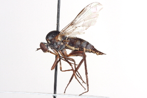  ( - CNC DIPTERA 161496)  @13 [ ] CreativeCommons - Attribution Non-Commercial Share-Alike (2012) CNC/BIO Photography Group Centre for Biodiversity Genomics