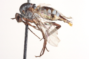  ( - CNC DIPTERA 161498)  @13 [ ] CreativeCommons - Attribution Non-Commercial Share-Alike (2012) CNC/BIO Photography Group Centre for Biodiversity Genomics