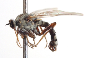  (Empis latrappensis - CNC DIPTERA 8598)  @11 [ ] CreativeCommons - Attribution Non-Commercial Share-Alike (2012) CNC/BIO Photography Group Centre for Biodiversity Genomics