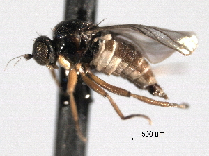  ( - CNC DIPTERA 192162)  @11 [ ] CreativeCommons - Attribution (2012) CNC/CBG Photography Group Centre for Biodiversity Genomics