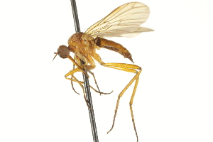  ( - CNC DIPTERA 161506)  @11 [ ] CreativeCommons - Attribution Non-Commercial Share-Alike (2011) CNC/BIO Photography Group Centre for Biodiversity Genomics