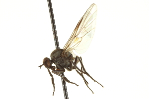  ( - CNC DIPTERA 161509)  @11 [ ] CreativeCommons - Attribution Non-Commercial Share-Alike (2011) CNC/BIO Photography Group Centre for Biodiversity Genomics