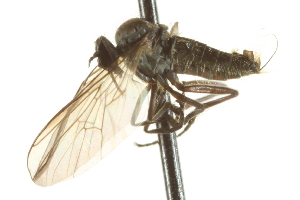  ( - CNC DIPTERA 161514)  @11 [ ] CreativeCommons - Attribution Non-Commercial Share-Alike (2011) CNC/BIO Photography Group Centre for Biodiversity Genomics