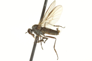  ( - CNC DIPTERA 161515)  @14 [ ] CreativeCommons - Attribution Non-Commercial Share-Alike (2011) CNC/BIO Photography Group Centre for Biodiversity Genomics