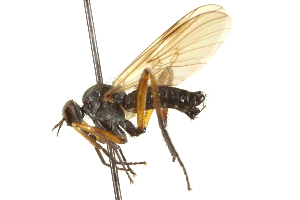  ( - CNC DIPTERA 161527)  @13 [ ] CreativeCommons - Attribution Non-Commercial Share-Alike (2011) CNC/BIO Photography Group Centre for Biodiversity Genomics