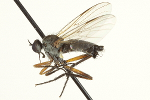  (Rhamphomyia sp. 5 - CNC DIPTERA 161529)  @14 [ ] CreativeCommons - Attribution Non-Commercial Share-Alike (2011) CNC/BIO Photography Group Centre for Biodiversity Genomics