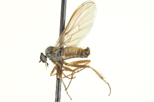  (Rhamphomyia sp. 9 - CNC DIPTERA 161541)  @14 [ ] CreativeCommons - Attribution Non-Commercial Share-Alike (2011) CNC/BIO Photography Group Centre for Biodiversity Genomics