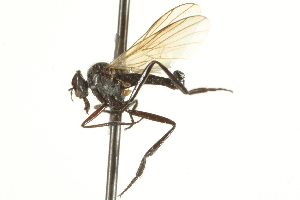  (Rhamphomyia sp. 10 - CNC DIPTERA 161548)  @13 [ ] CreativeCommons - Attribution Non-Commercial Share-Alike (2011) CNC/BIO Photography Group Centre for Biodiversity Genomics