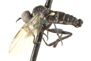  ( - CNC DIPTERA 161550)  @12 [ ] CreativeCommons - Attribution Non-Commercial Share-Alike (2011) CNC/BIO Photography Group Centre for Biodiversity Genomics