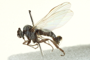  (Rhamphomyia sp. 13 - CNC DIPTERA 161553)  @13 [ ] CreativeCommons - Attribution Non-Commercial Share-Alike (2011) CNC/BIO Photography Group Centre for Biodiversity Genomics