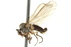  ( - CNC DIPTERA 161555)  @13 [ ] CreativeCommons - Attribution Non-Commercial Share-Alike (2011) CNC/BIO Photography Group Centre for Biodiversity Genomics
