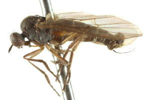  ( - CNC DIPTERA 161559)  @13 [ ] CreativeCommons - Attribution Non-Commercial Share-Alike (2011) CNC/BIO Photography Group Centre for Biodiversity Genomics