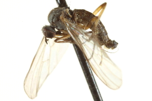  ( - CNC DIPTERA 161560)  @12 [ ] CreativeCommons - Attribution Non-Commercial Share-Alike (2011) CNC/BIO Photography Group Centre for Biodiversity Genomics