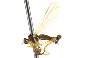  ( - CNC DIPTERA 161573)  @12 [ ] CreativeCommons - Attribution Non-Commercial Share-Alike (2011) CNC/BIO Photography Group Centre for Biodiversity Genomics