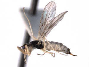  ( - CNC DIPTERA 161753)  @11 [ ] CreativeCommons - Attribution (2012) CNC/CBG Photography Group Centre for Biodiversity Genomics