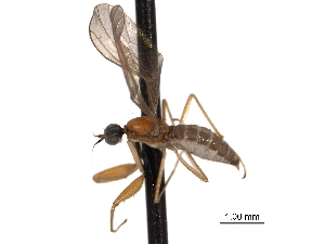  ( - CNC DIPTERA 161782)  @12 [ ] CreativeCommons - Attribution (2011) CNC/CBG Photography Group Centre for Biodiversity Genomics