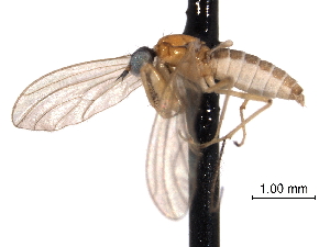  ( - CNC DIPTERA 161783)  @13 [ ] CreativeCommons - Attribution (2011) CNC/CBG Photography Group Centre for Biodiversity Genomics