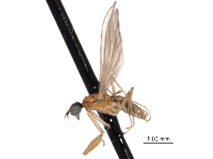  ( - CNC DIPTERA 161784)  @13 [ ] CreativeCommons - Attribution (2011) CNC/CBG Photography Group Centre for Biodiversity Genomics