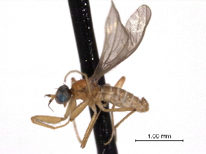  ( - CNC DIPTERA 161786)  @11 [ ] CreativeCommons - Attribution (2011) CNC/CBG Photography Group Centre for Biodiversity Genomics