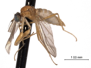  ( - CNC DIPTERA 161787)  @11 [ ] CreativeCommons - Attribution (2011) CNC/CBG Photography Group Centre for Biodiversity Genomics