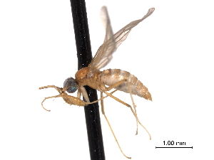  ( - CNC DIPTERA 161788)  @13 [ ] CreativeCommons - Attribution (2011) CNC/CBG Photography Group Centre for Biodiversity Genomics