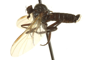  ( - CNC DIPTERA 163228)  @11 [ ] CreativeCommons - Attribution Non-Commercial Share-Alike (2012) CNC/BIO Photography Group Centre for Biodiversity Genomics