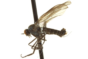  ( - CNC DIPTERA 163232)  @13 [ ] CreativeCommons - Attribution Non-Commercial Share-Alike (2012) CNC/BIO Photography Group Centre for Biodiversity Genomics