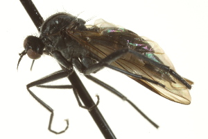  (Rhamphomyia sp. 28 - CNC DIPTERA 163237)  @14 [ ] CreativeCommons - Attribution Non-Commercial Share-Alike (2012) CNC/BIO Photography Group Centre for Biodiversity Genomics