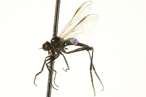  (Rhamphomyia sp. 30 - CNC DIPTERA 163241)  @14 [ ] CreativeCommons - Attribution Non-Commercial Share-Alike (2012) CNC/BIO Photography Group Centre for Biodiversity Genomics
