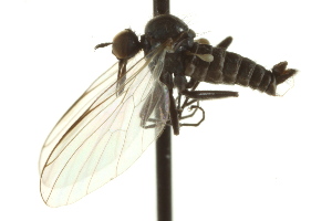  ( - CNC DIPTERA 163251)  @13 [ ] CreativeCommons - Attribution Non-Commercial Share-Alike (2012) CNC/BIO Photography Group Centre for Biodiversity Genomics