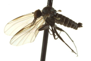  (Rhamphomyia sp. 33 - CNC DIPTERA 163252)  @14 [ ] CreativeCommons - Attribution Non-Commercial Share-Alike (2012) CNC/BIO Photography Group Centre for Biodiversity Genomics