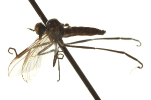  (Rhamphomyia sp. 43 - CNC DIPTERA 163290)  @13 [ ] CreativeCommons - Attribution (2012) CNC/CBG Photography Group Centre for Biodiversity Genomics