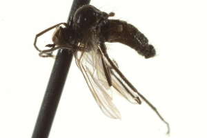  ( - CNC DIPTERA 163293)  @12 [ ] CreativeCommons - Attribution Non-Commercial Share-Alike (2012) CNC/BIO Photography Group Centre for Biodiversity Genomics