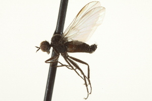  (Rhamphomyia sp. 44 - CNC DIPTERA 163295)  @13 [ ] CreativeCommons - Attribution Non-Commercial Share-Alike (2012) CNC/BIO Photography Group Centre for Biodiversity Genomics