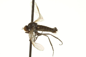  (Rhamphomyia sp. 46 - CNC DIPTERA 163303)  @13 [ ] CreativeCommons - Attribution (2012) CNC/BIO Photography Group Centre for Biodiversity Genomics