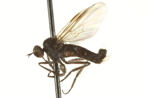  ( - CNC DIPTERA 163304)  @12 [ ] CreativeCommons - Attribution Non-Commercial Share-Alike (2012) CNC/BIO Photography Group Centre for Biodiversity Genomics