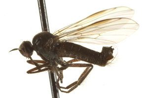  ( - CNC DIPTERA 163305)  @12 [ ] CreativeCommons - Attribution Non-Commercial Share-Alike (2012) CNC/BIO Photography Group Centre for Biodiversity Genomics