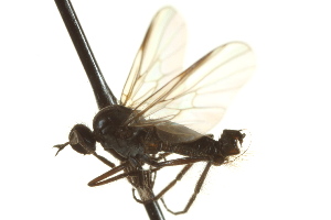  ( - CNC DIPTERA 163306)  @13 [ ] CreativeCommons - Attribution Non-Commercial Share-Alike (2012) CNC/BIO Photography Group Centre for Biodiversity Genomics