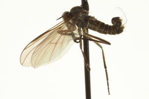  (Rhamphomyia sp. 47 - CNC DIPTERA 163309)  @13 [ ] CreativeCommons - Attribution (2012) CNC/CBG Photography Group Centre for Biodiversity Genomics