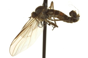  ( - CNC DIPTERA 163311)  @12 [ ] CreativeCommons - Attribution Non-Commercial Share-Alike (2012) CNC/BIO Photography Group Centre for Biodiversity Genomics
