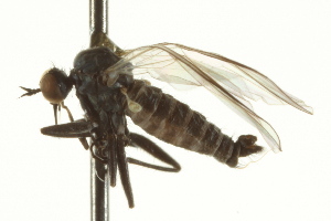  ( - CNC DIPTERA 163315)  @12 [ ] CreativeCommons - Attribution Non-Commercial Share-Alike (2012) CNC/BIO Photography Group Centre for Biodiversity Genomics