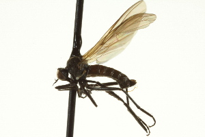  ( - CNC DIPTERA 163320)  @13 [ ] CreativeCommons - Attribution Non-Commercial Share-Alike (2012) CNC/BIO Photography Group Centre for Biodiversity Genomics