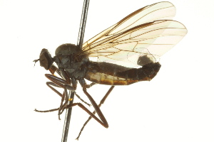  ( - CNC DIPTERA 163326)  @13 [ ] CreativeCommons - Attribution Non-Commercial Share-Alike (2012) CNC/BIO Photography Group Centre for Biodiversity Genomics