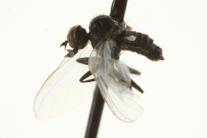  (Rhamphomyia sp. 56 - CNC DIPTERA 163339)  @12 [ ] CreativeCommons - Attribution (2012) CNC/BIO Photography Group Centre for Biodiversity Genomics