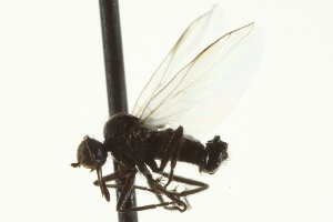  (Rhamphomyia sp. 57 - CNC DIPTERA 163340)  @11 [ ] CreativeCommons - Attribution Non-Commercial Share-Alike (2012) CNC/BIO Photography Group Centre for Biodiversity Genomics