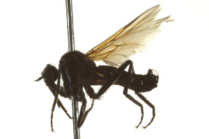  ( - CNC DIPTERA 163345)  @13 [ ] CreativeCommons - Attribution Non-Commercial Share-Alike (2012) CNC/BIO Photography Group Centre for Biodiversity Genomics